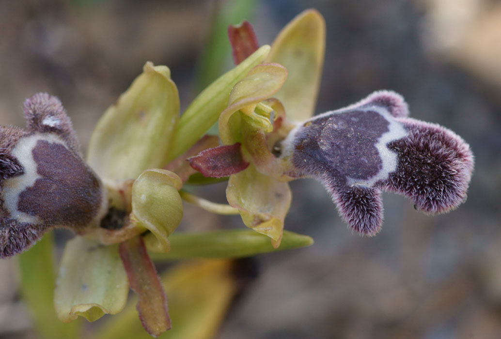 Ophrys fleischmannii Thripti 300411 (40)