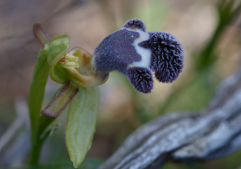 Ophrys fleischmannii Thripti 300411 (41)