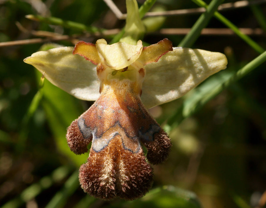 Ophrys fleischmannii n Thripti 300411 (16)