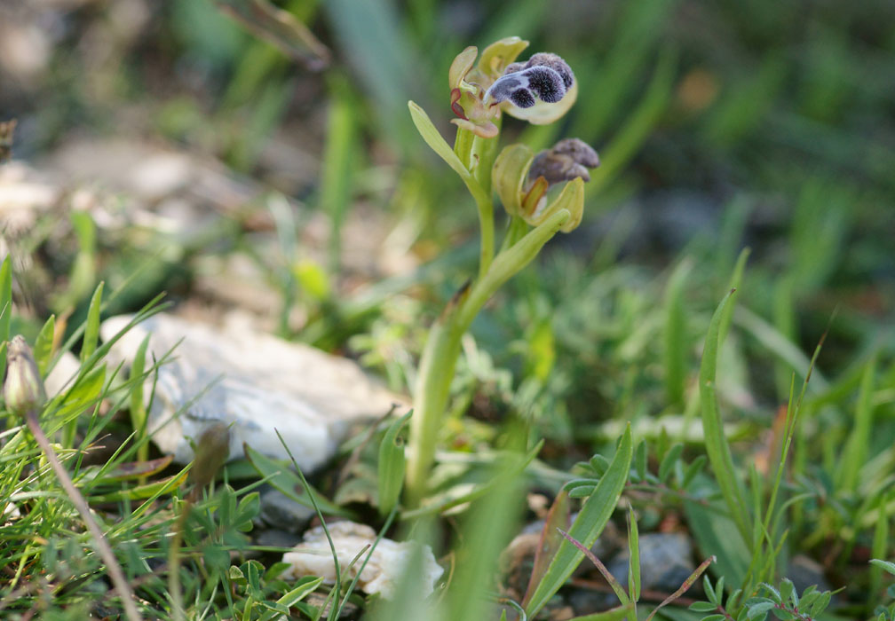 Ophrys fleischmannii n Thripti 300411 (17)