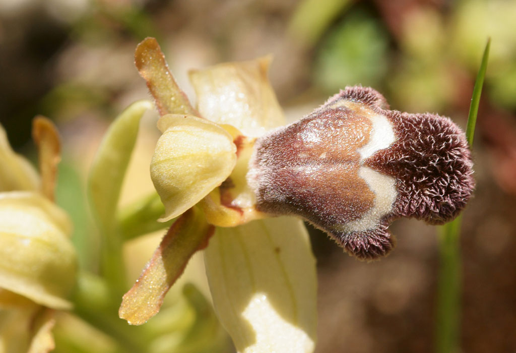 Ophrys fleischmannii n Thripti 300411 (18)