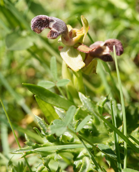 Ophrys fleischmannii n Thripti 300411 (21)