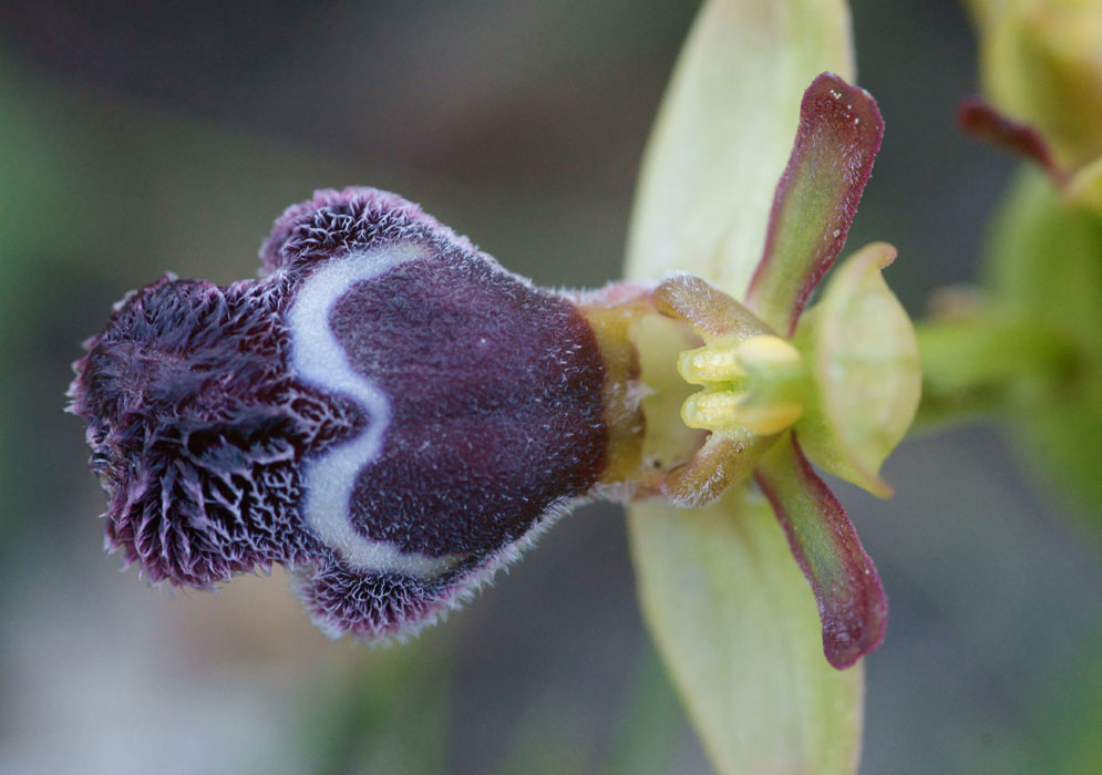 Ophrys fleischmannii n Thripti 300411 (24)