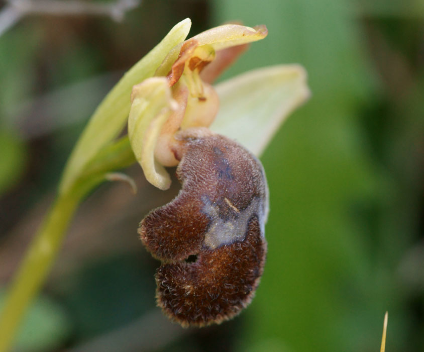 Ophrys fleischmannii n Thripti 300411 (84)