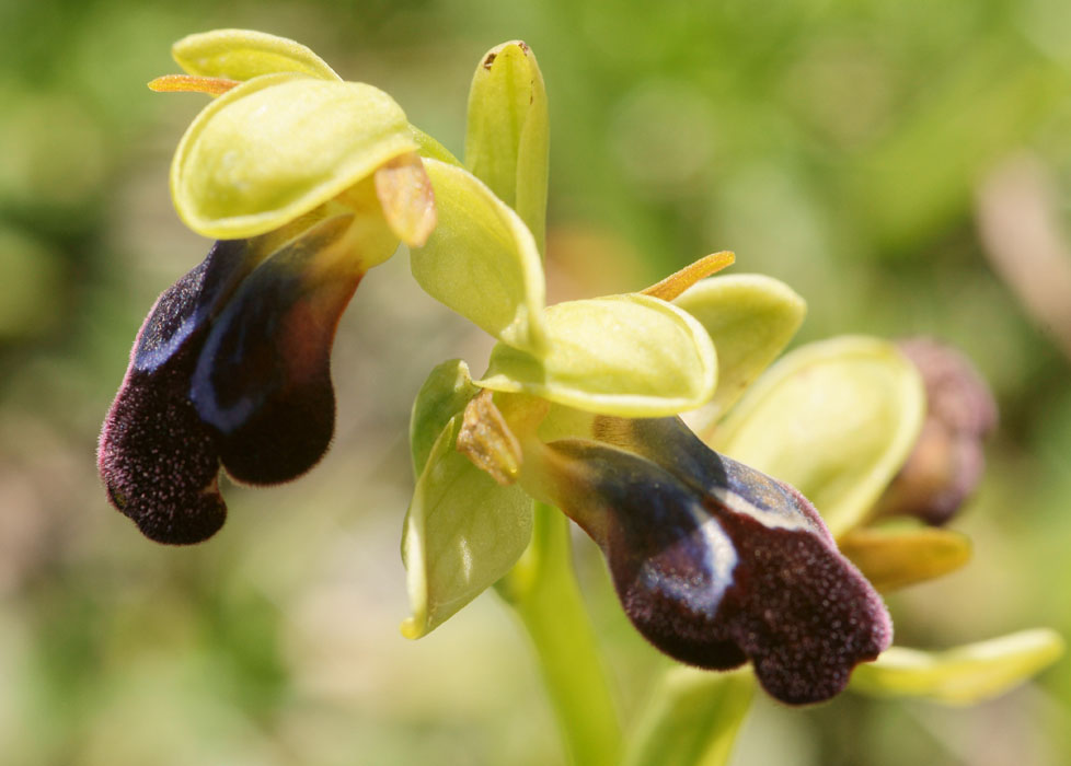 Ophrys iricolor Thripti 300411 (50)