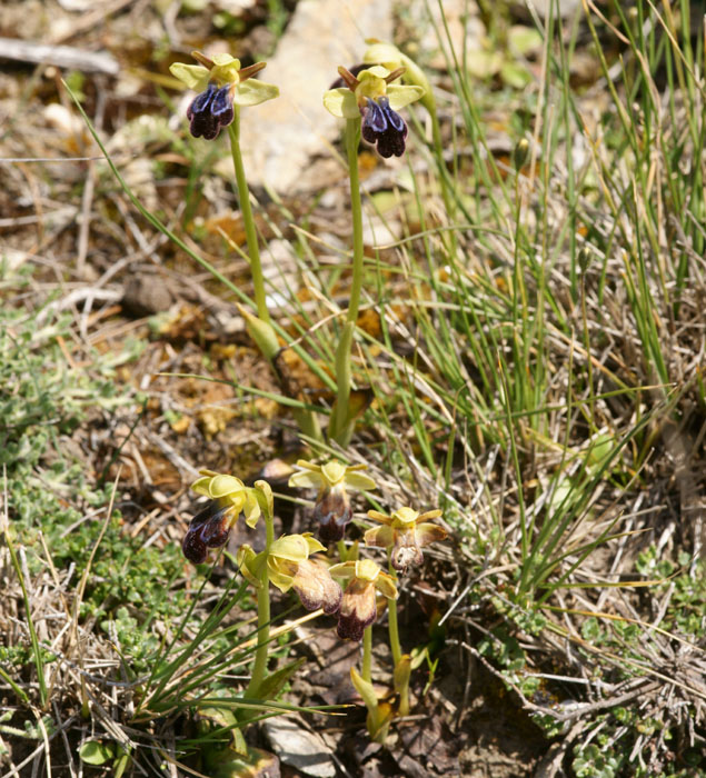 Ophrys iricolor Thripti 300411 (61)