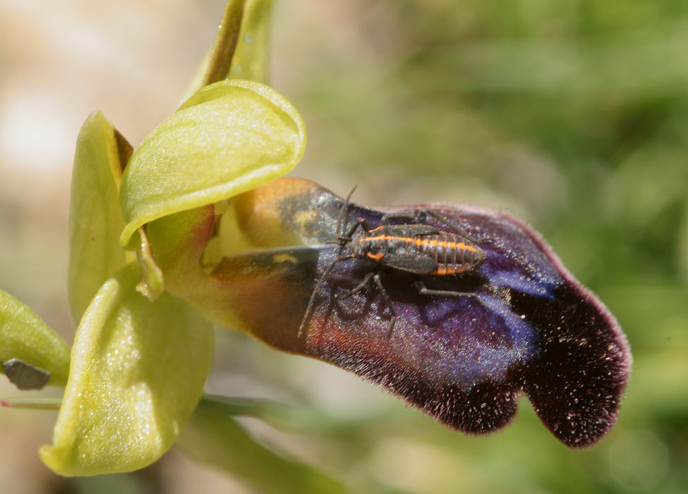 Ophrys iricolor n Thripti 300411 (47)