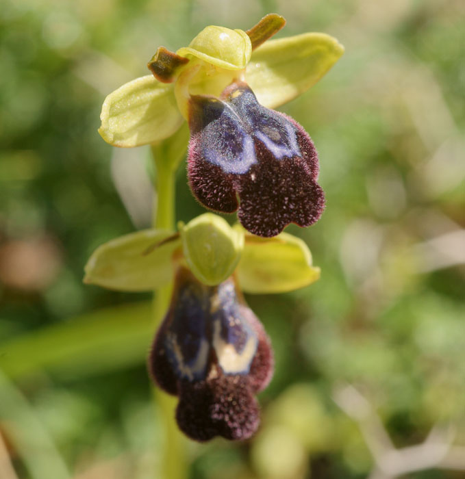 Ophrys iricolor n Thripti 300411 (48)