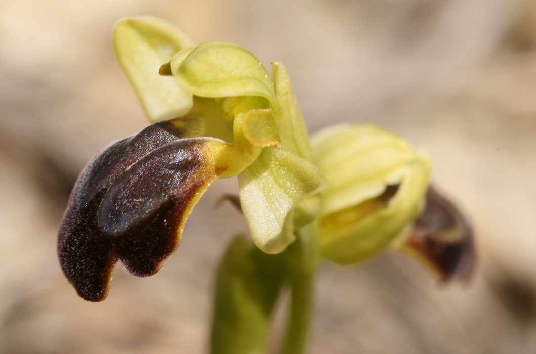 Ophrys iricolor n Thripti 300411 (62)