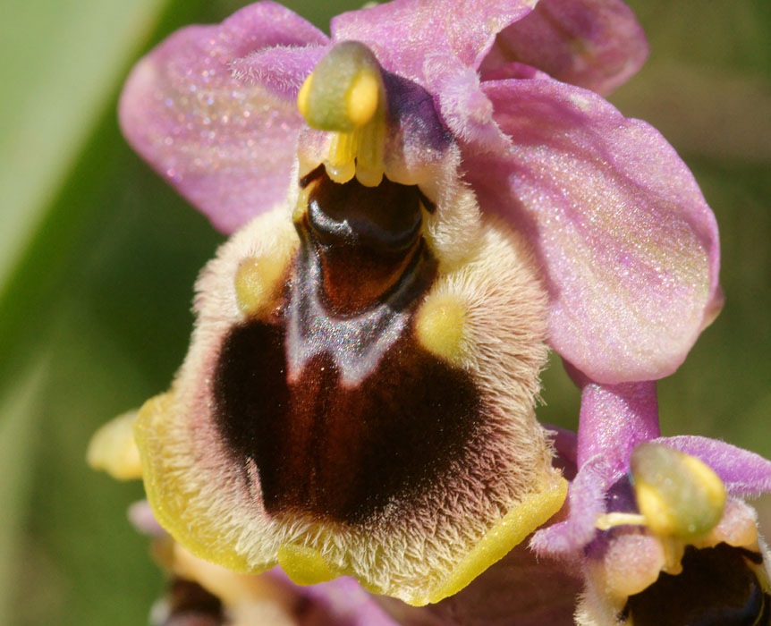 Ophrys leochrma Thripti 300411 (78)