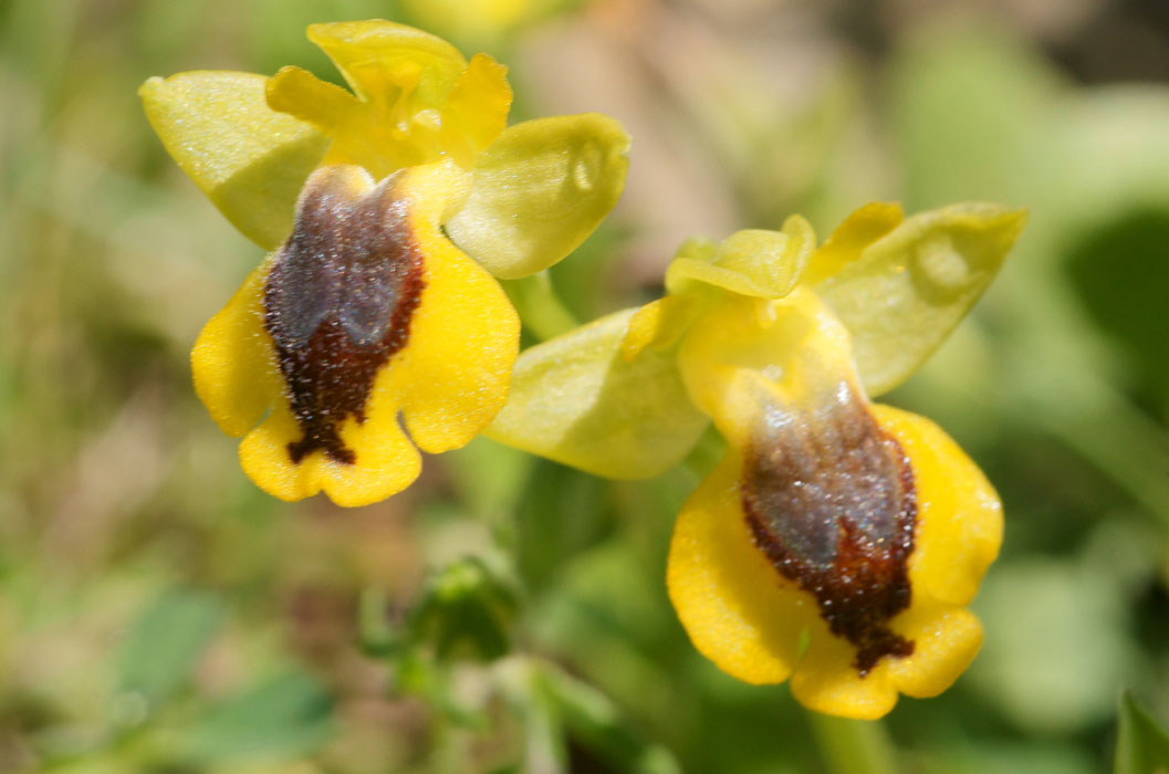 Ophrys phryganae n Thripti 300411 (52)