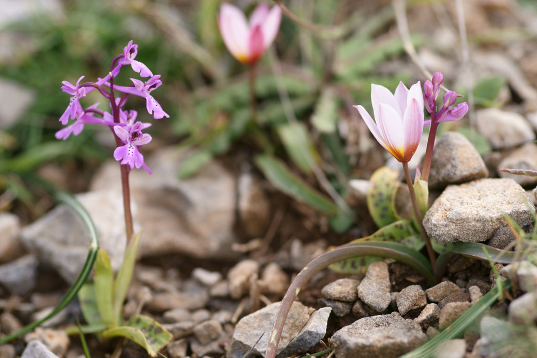 Orchis anatolica & Tulipa cretica Thripti 300411 (149)