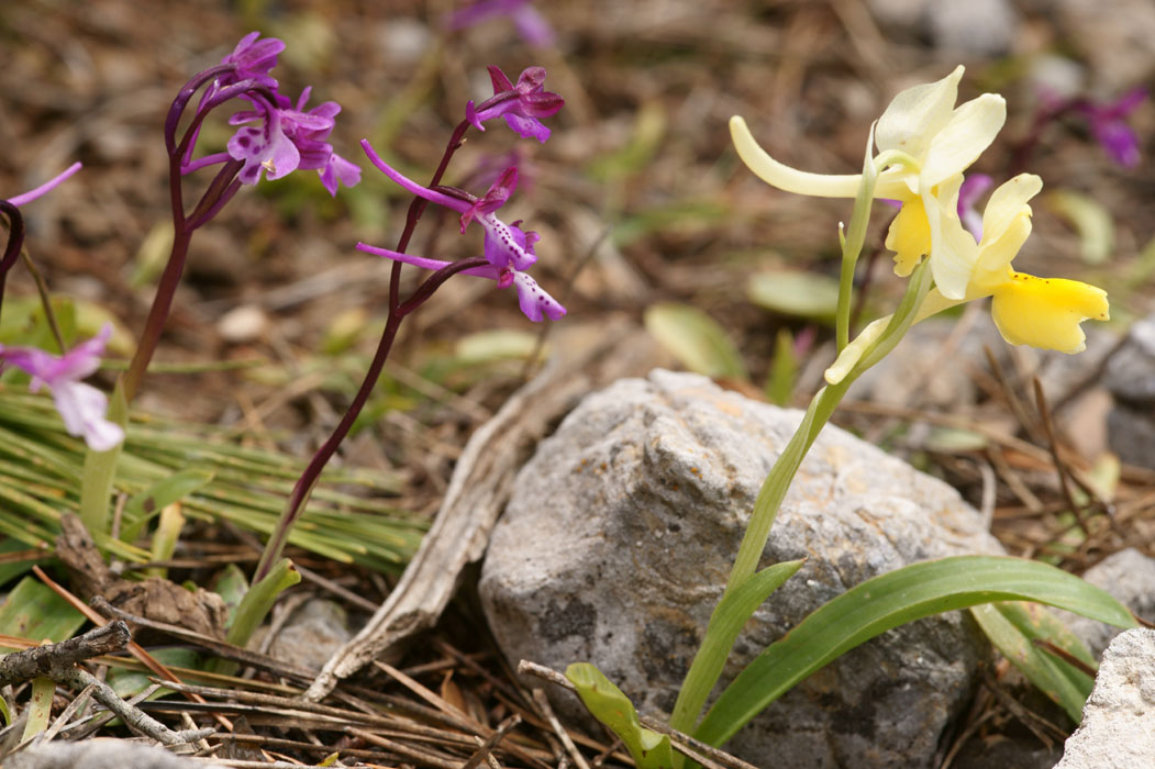 Orchis anatolica & pauciflora Thripti 300411 (133)