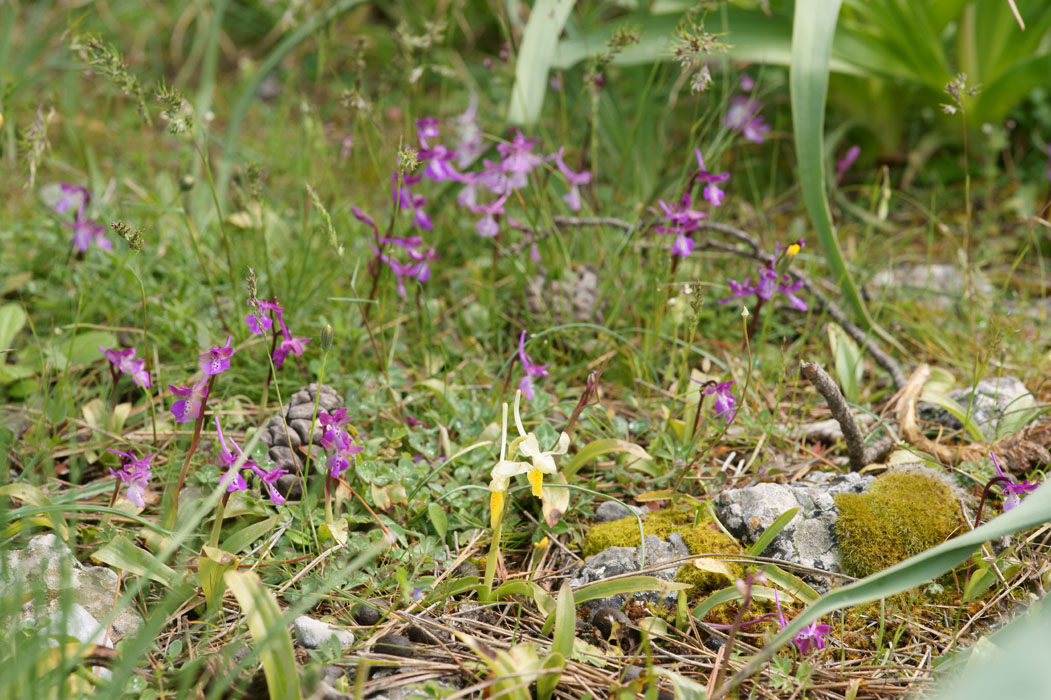 Orchis anatolica & pauciflora n Thripti 300411 (120)