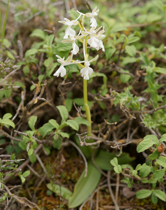 Orchis anatolica Thripti 300411 (152)