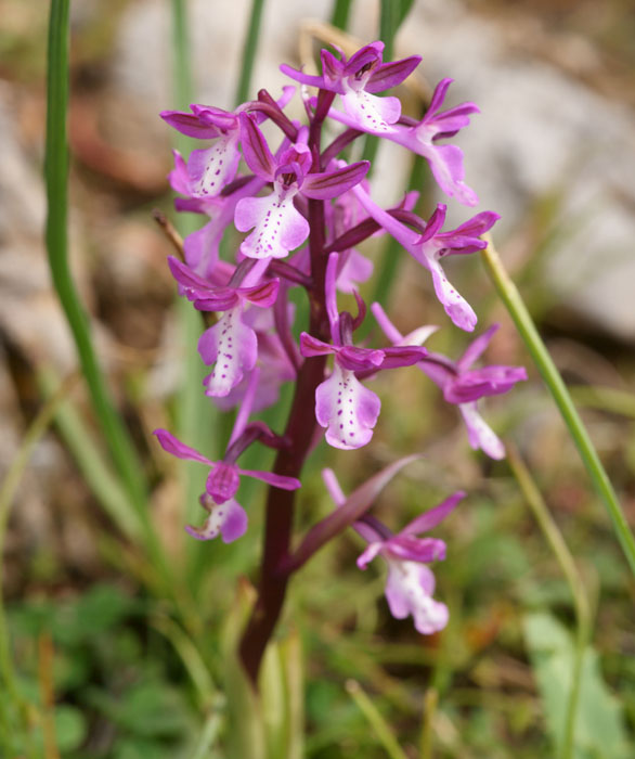 Orchis anatolica Thripti 300411 (165)