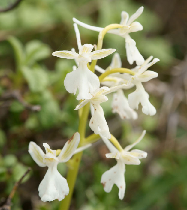 Orchis anatolica hypochrome Thripti 300411 (153)