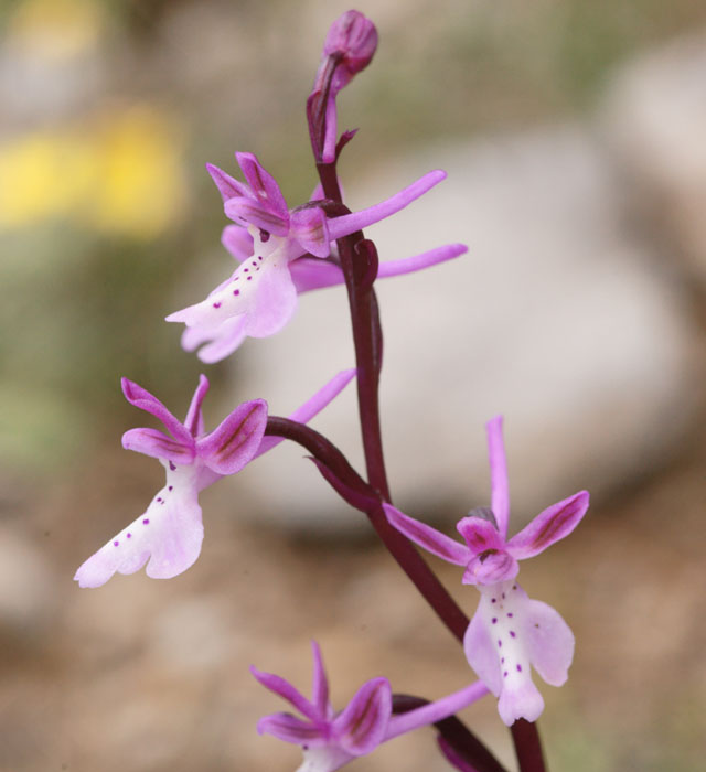 Orchis anatolica n Thripti 300411 (130)