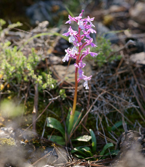 Orchis anatolica n Thripti 300411 (3)