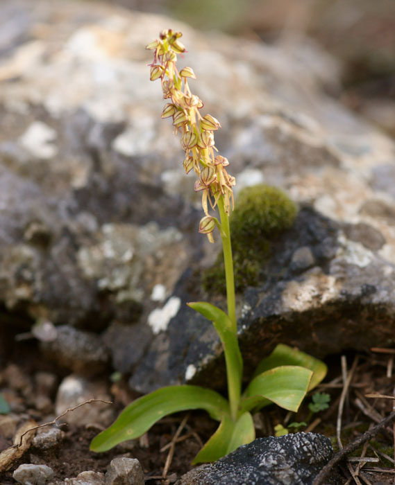 Orchis anthropophora n Thripti 300411 (1)