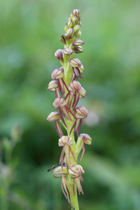 Orchis anthropophora n Thripti 300411 (36)