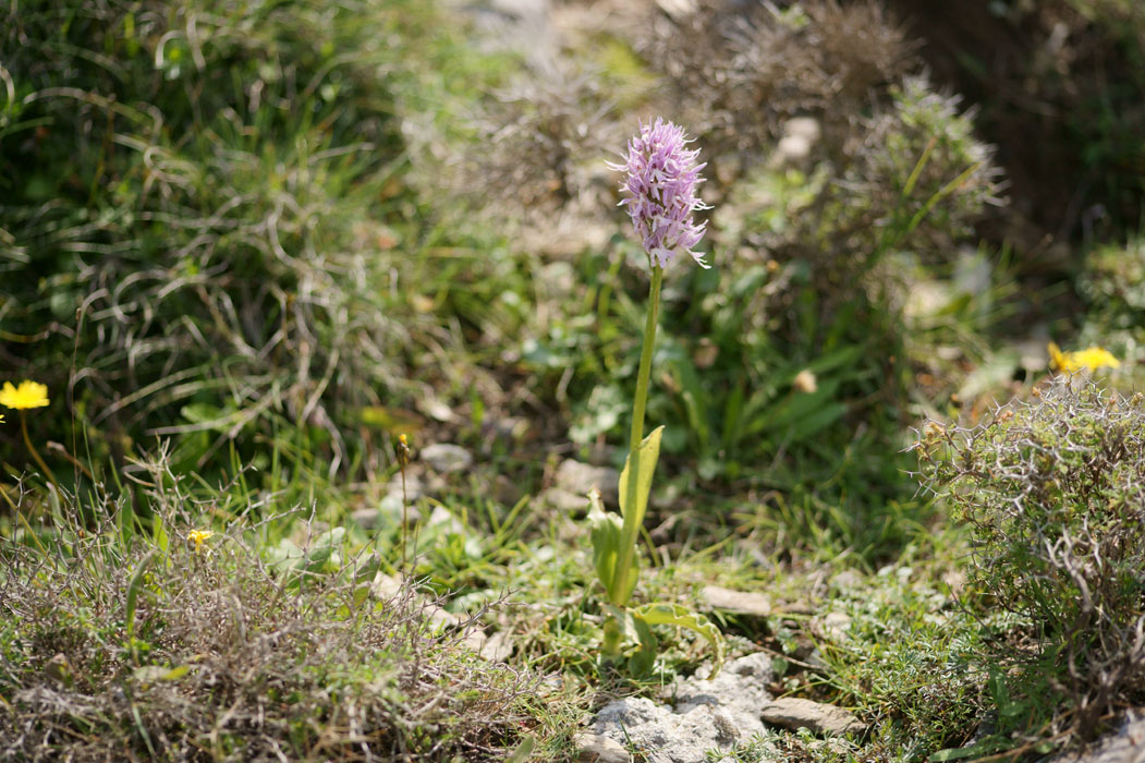 Orchis italica n Thripti 300411 (94)
