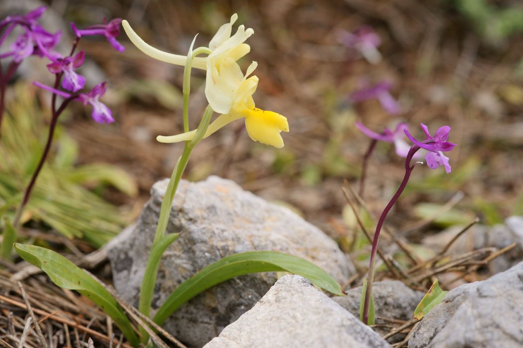 Orchis pauciflora & anatolica Thripti 300411 (131)