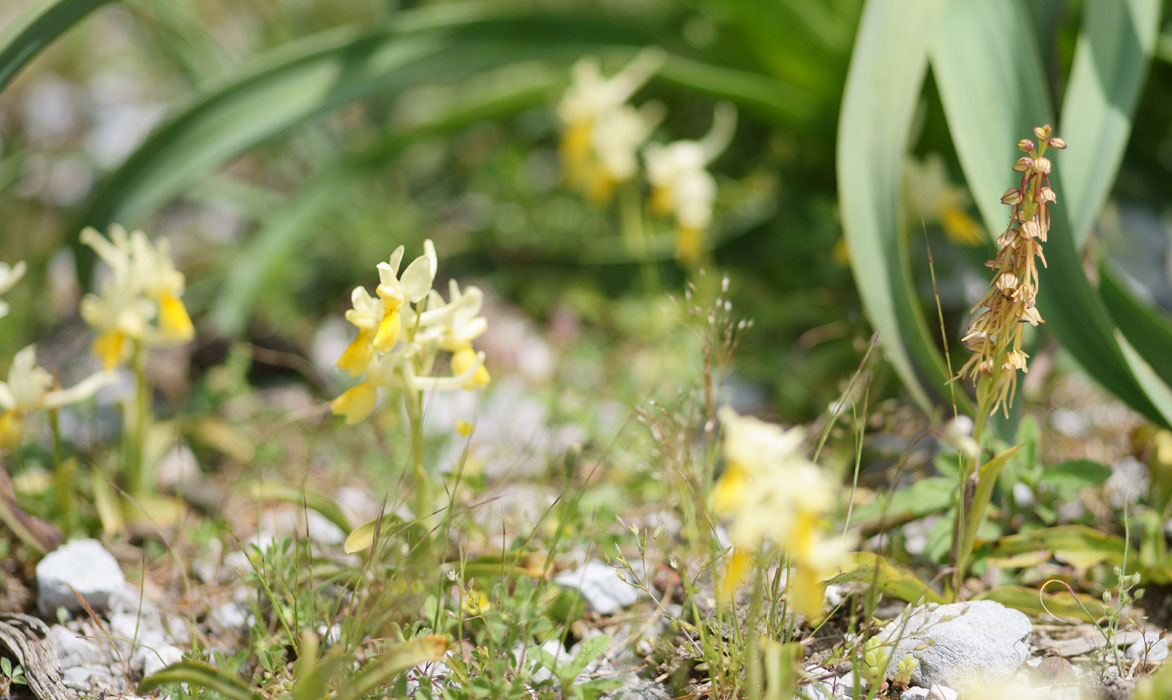 Orchis pauciflora & anthropophora n Thripti 300411 (125)