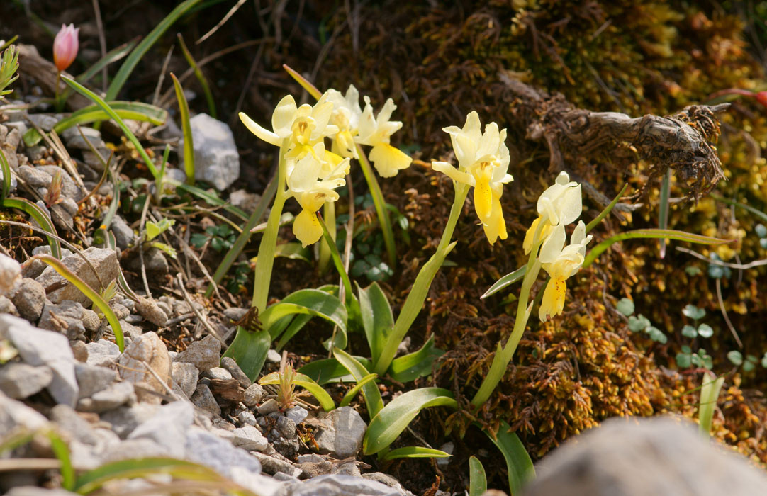 Orchis pauciflora Thripti 300411 (145)