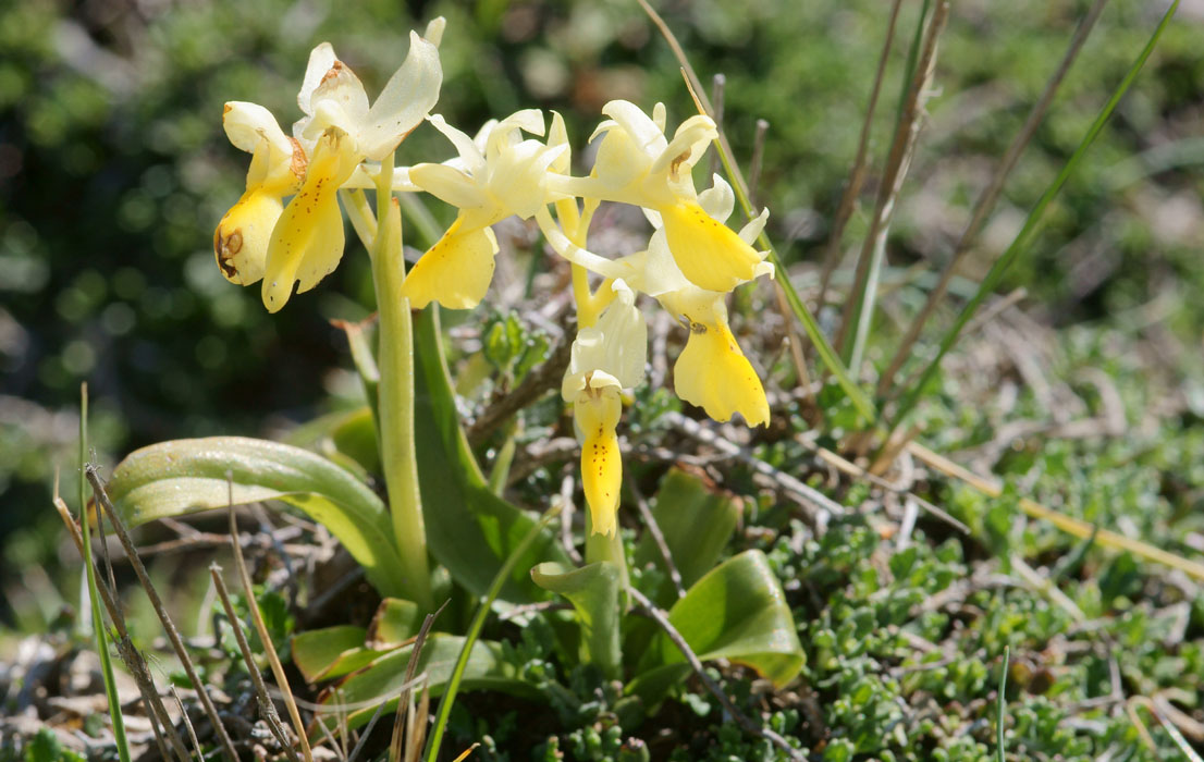 Orchis pauciflora n Thripti 300411 (32)