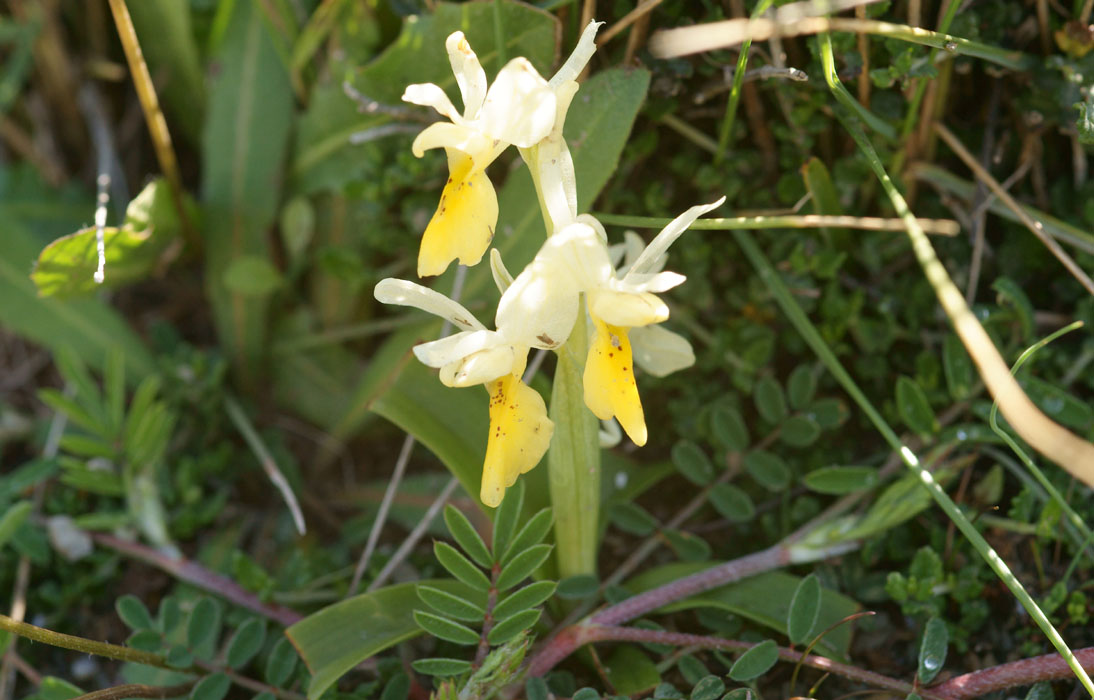 Orchis pauciflora n Thripti 300411 (33)