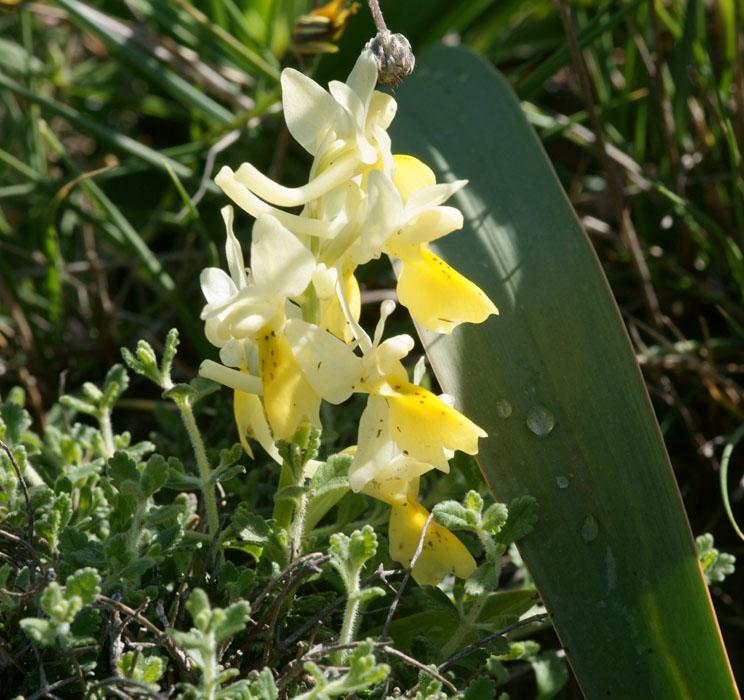 Orchis pauciflora n Thripti 300411 (34)