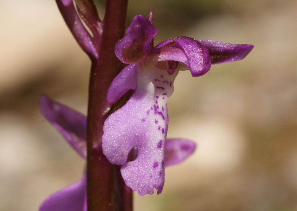 Orchis prisca Thripti 300411 (166)