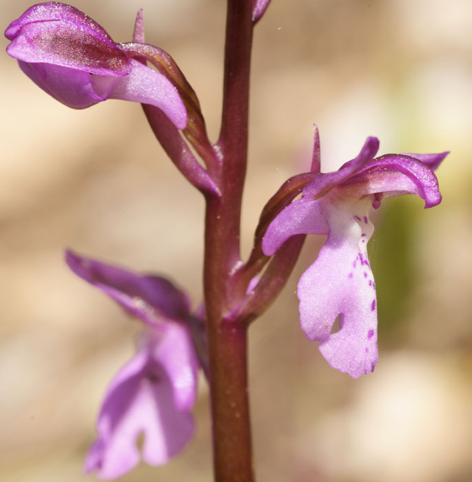 Orchis prisca Thripti 300411 (167)