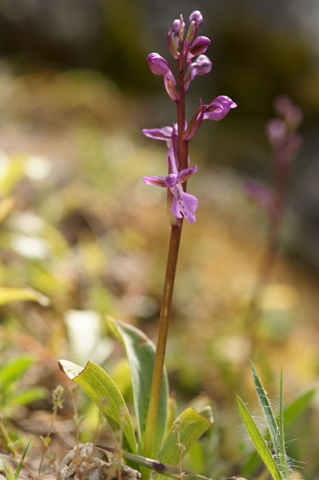Orchis prisca Thripti 300411 (170)