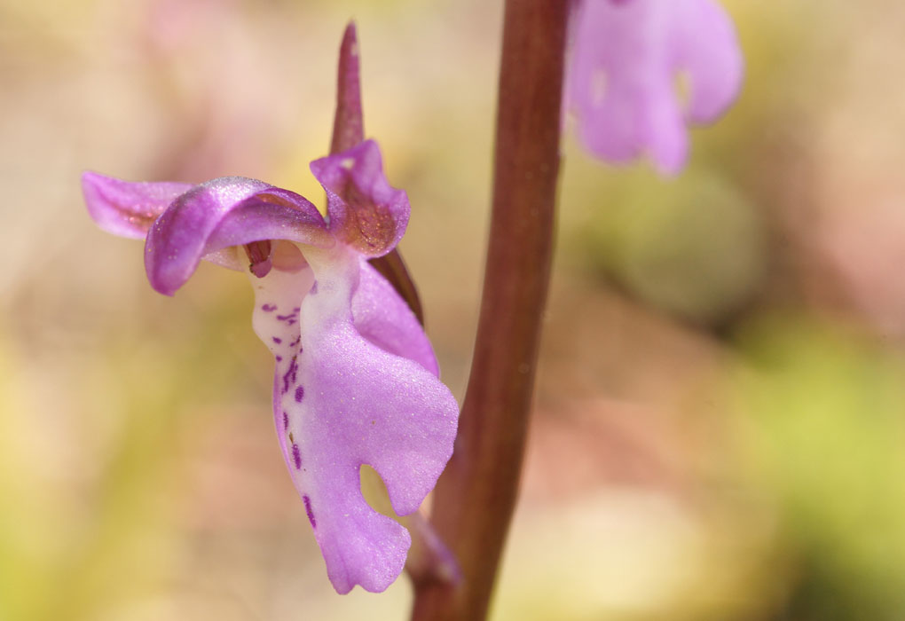 Orchis prisca Thripti 300411 (171)