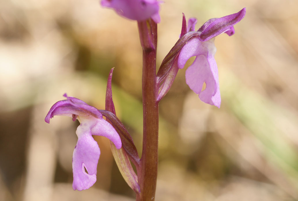 Orchis prisca Thripti 300411 (172)