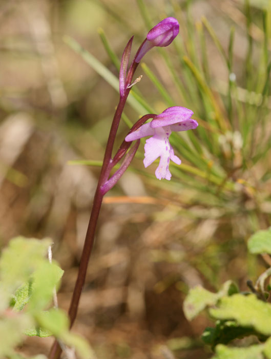 Orchis prisca Thripti 300411 (174)