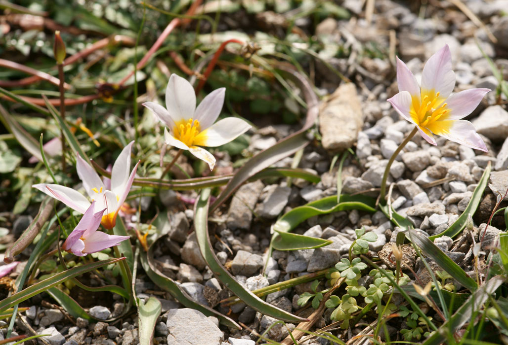 Tulipa cretica Thripti 300411 (137)