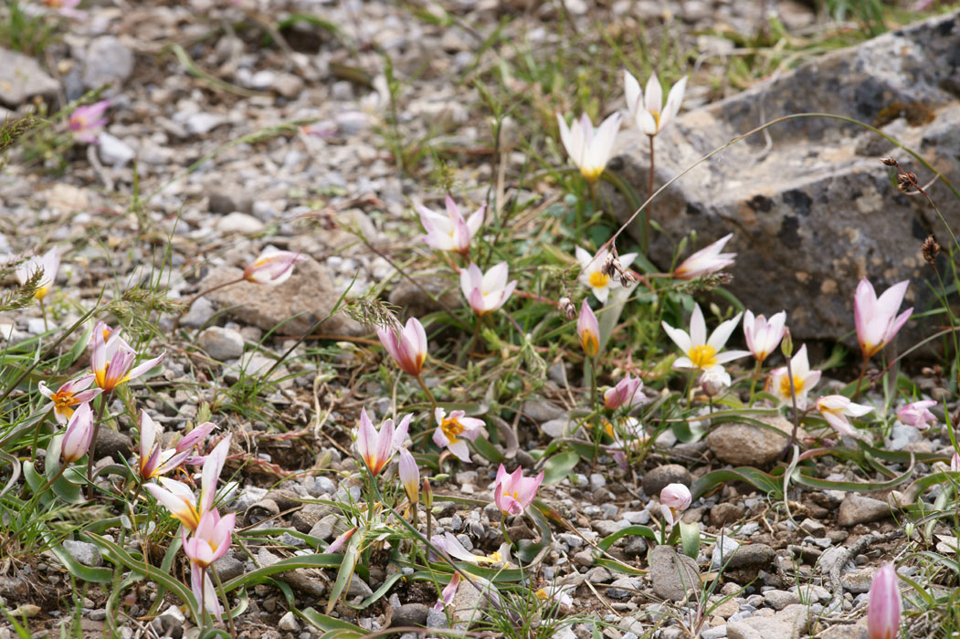 Tulipa cretica Thripti 300411 (139)
