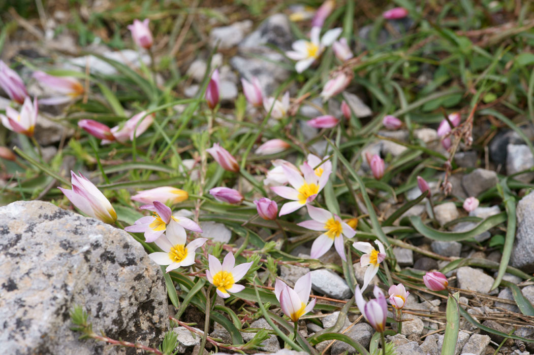 Tulipa cretica Thripti 300411 (140)