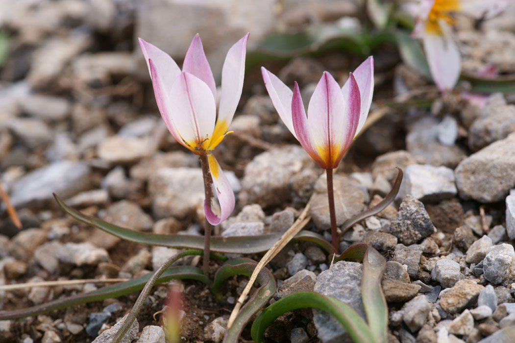 Tulipa cretica Thripti 300411 (141)