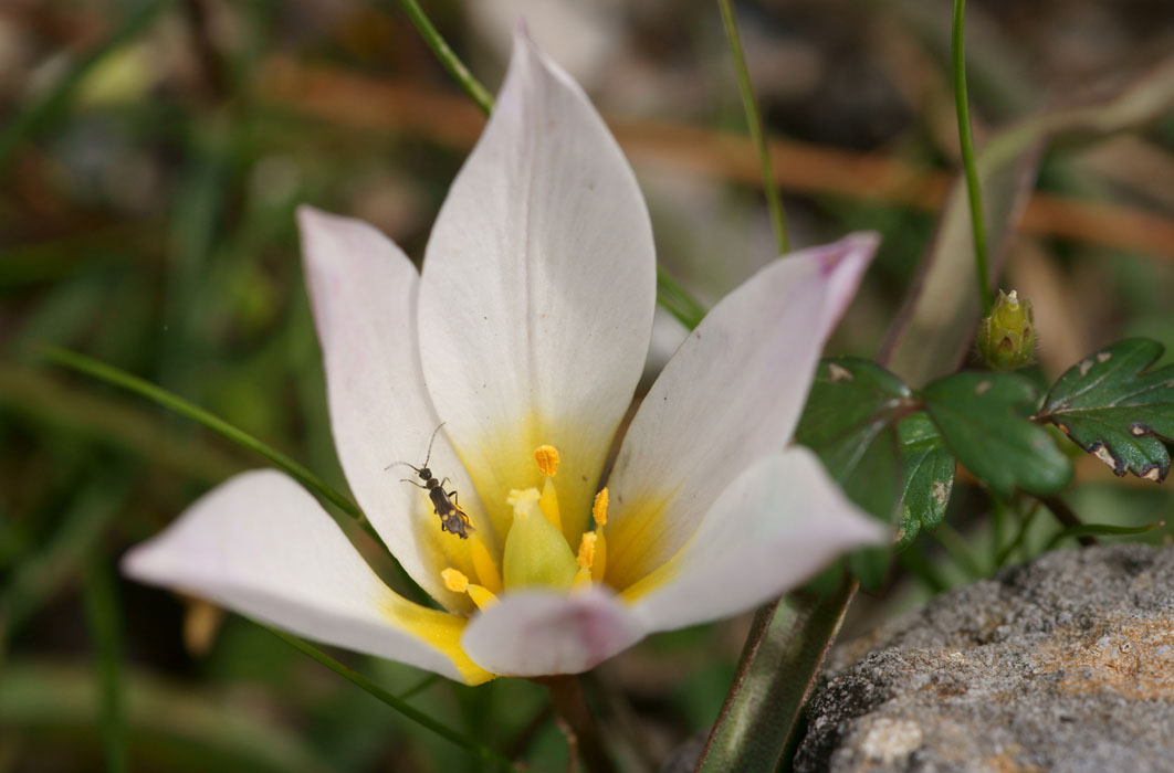Tulipa cretica Thripti 300411 (142)
