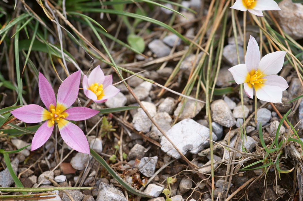 Tulipa cretica Thripti 300411 (143)