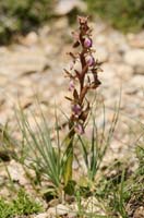 Anacamptis collina Thripti 300411 (75)