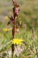 Anacamptis collina n Thripti 300411 (31)