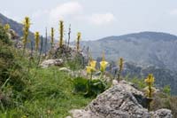 Arum creticum & Asphodeline lutea n Thripti 300411 (116)