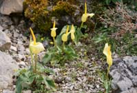 Arum creticum Thripti 300411 (147)