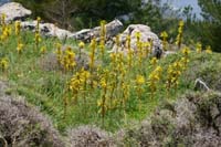 Asphodeline lutea Thripti 300411 (117)