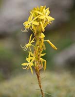 Asphodeline lutea Thripti 300411 (164)